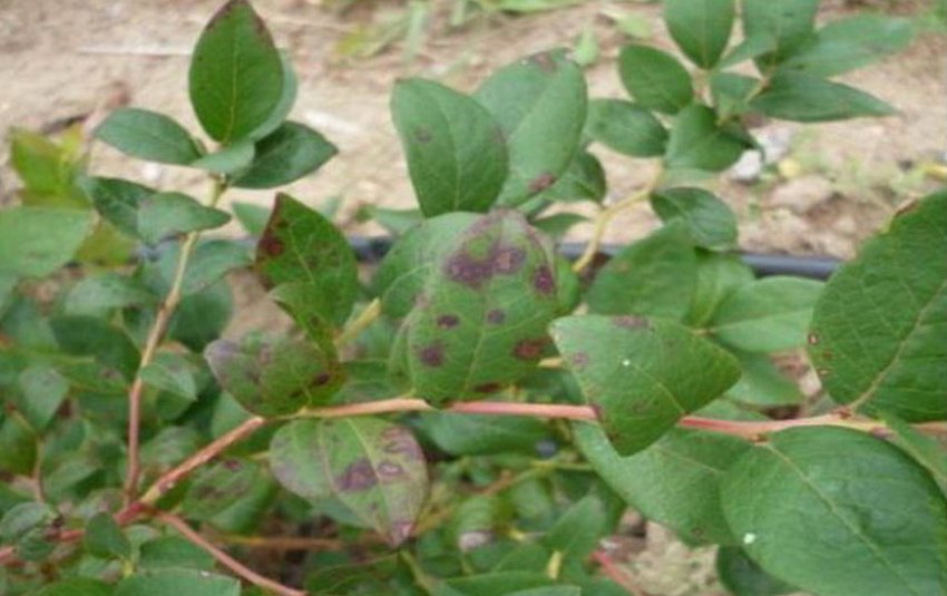 Біла плямистість на листках чорниці