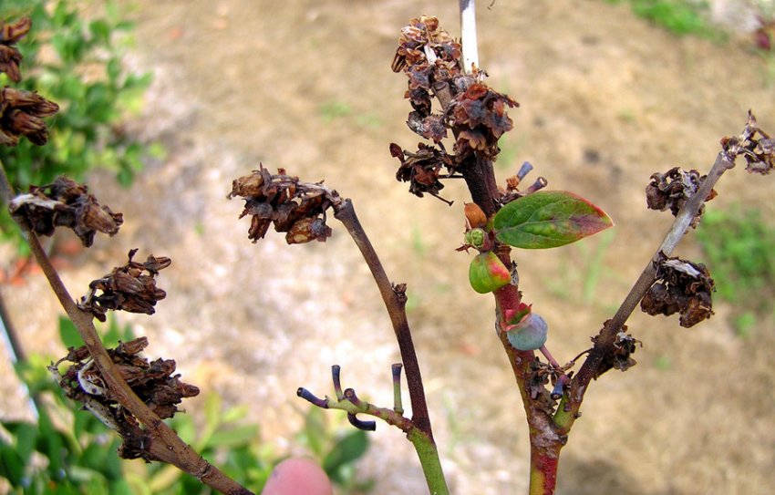 Некроз лохини