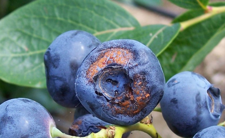 Антракноз лохини