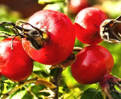 Вирощування шипшини: способи розмноження, садіння, догляд, збирання врожаю