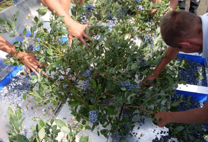 Збір врожаю лохини Збір врожаю лохини
