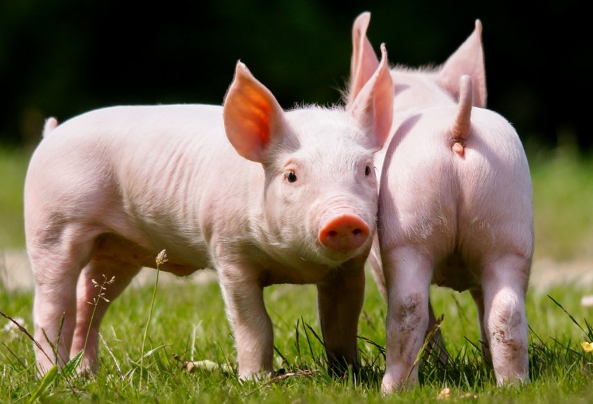 За три роки в Тверській області з'явиться шість нових свиноферм За три роки в Тверській області з'явиться шість нових свиноферм