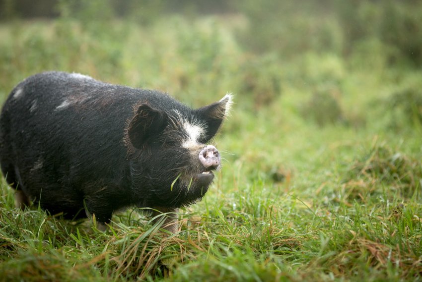 За три роки в Тверській області з'явиться шість нових свиноферм За три роки в Тверській області з'явиться шість нових свиноферм