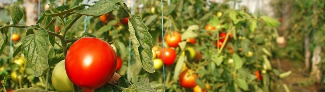 Як правильно підв'язувати помідори в теплиці: основні способи, покрокова інструкція