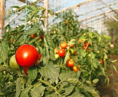 Як правильно підв'язувати помідори в теплиці: основні способи, покрокова інструкція