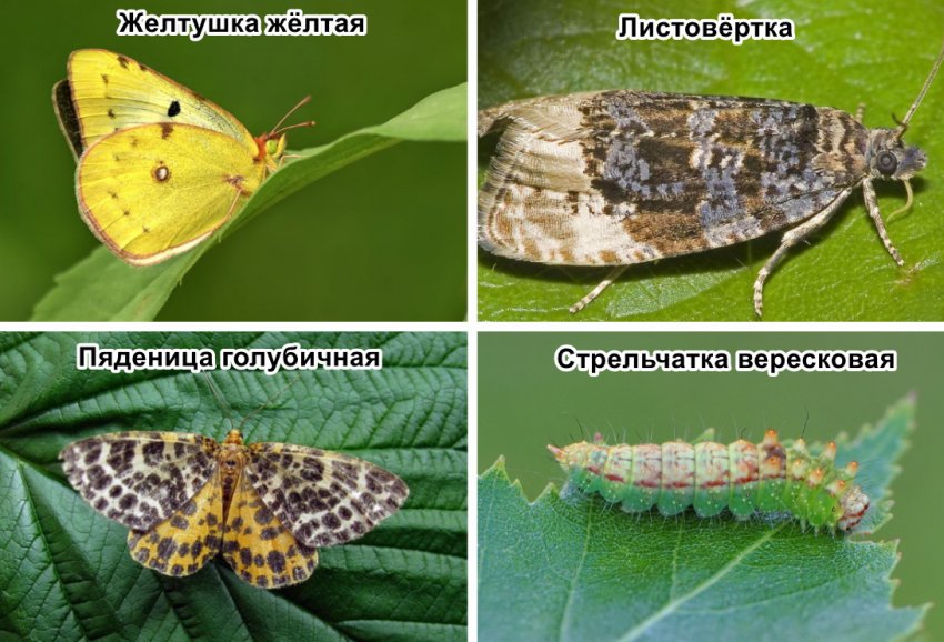 Шкідники лохини Шкідники лохини