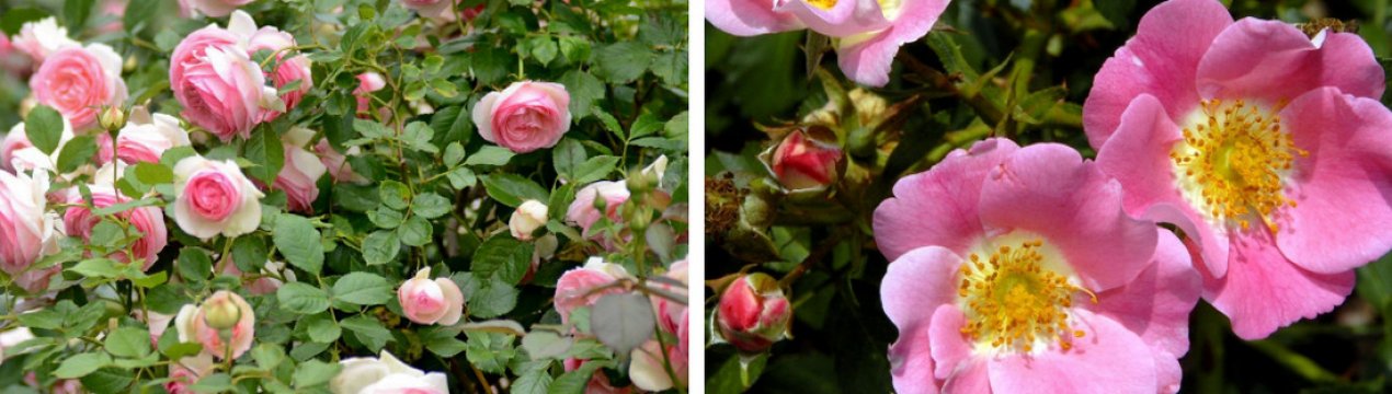 Как отличить розу от шиповника. Плетистый шиповник. Плетистые розы похожие на шиповник.