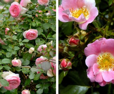 Роза і шипшина: подібності та відмінності