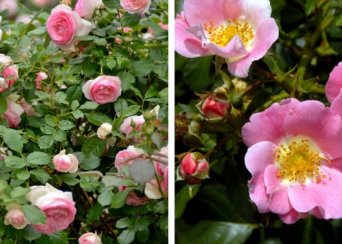 Роза і шипшина: подібності та відмінності