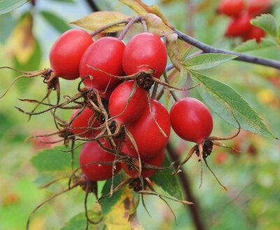 Різновиди шипшини: основні характеристики та особливості