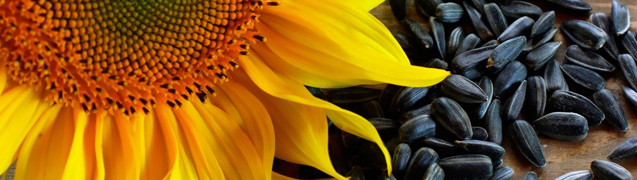 На іноземному ринку стало більше російських насіння