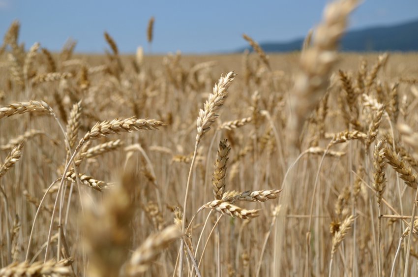 На іноземному ринку стало більше російських насіння