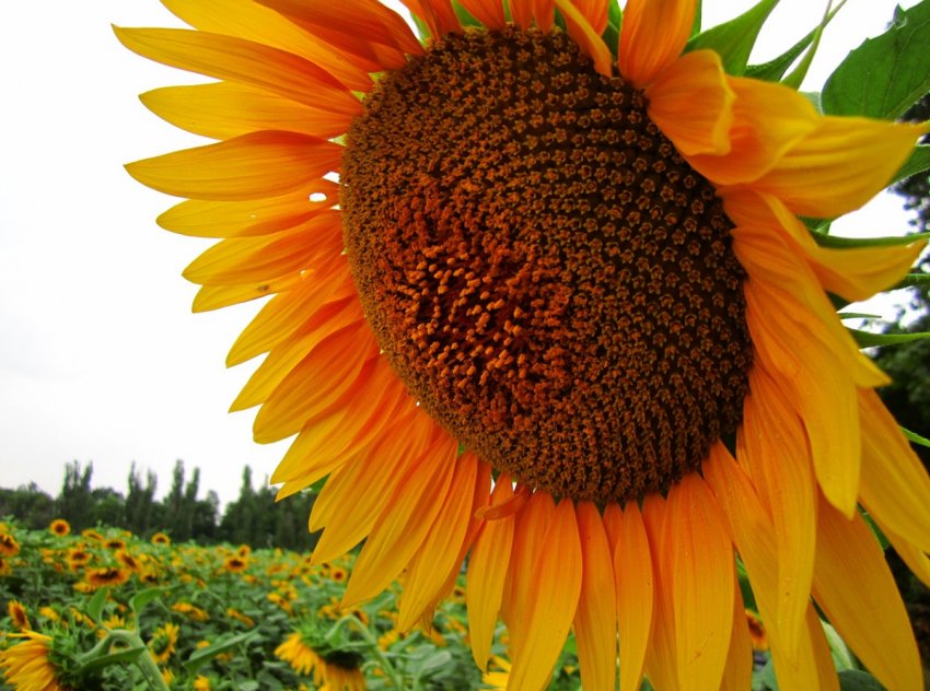 На іноземному ринку стало більше російських насіння