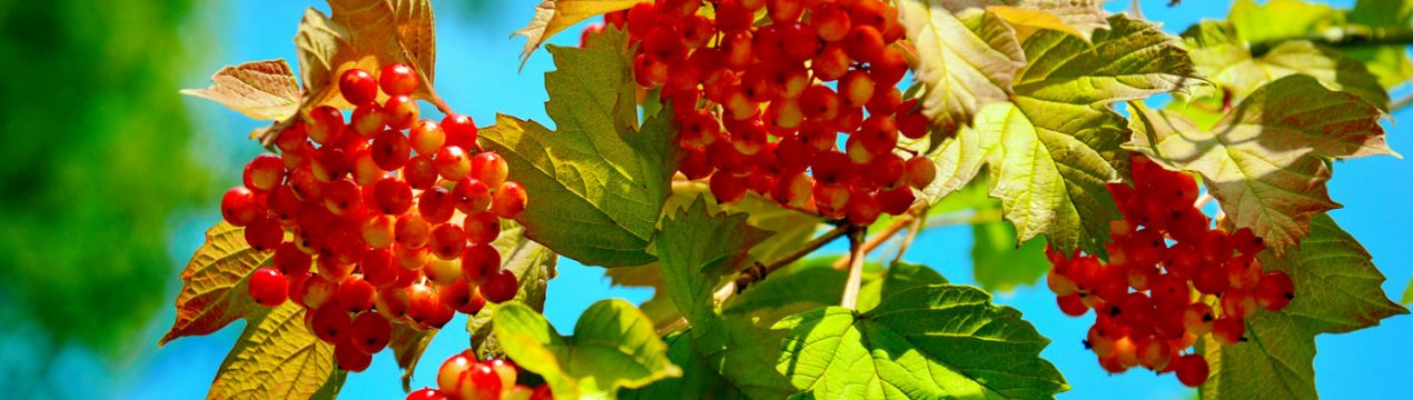 когда лучше пересаживать калину красную. Смотреть фото когда лучше пересаживать калину красную. Смотреть картинку когда лучше пересаживать калину красную. Картинка про когда лучше пересаживать калину красную. Фото когда лучше пересаживать калину красную