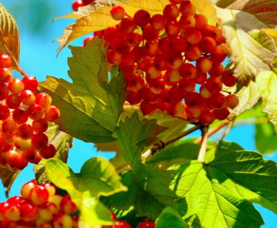 Особливості пересадки калини навесні на нове місце