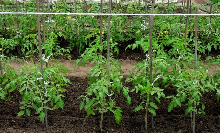 Догляд у відкритому грунті Догляд у відкритому грунті