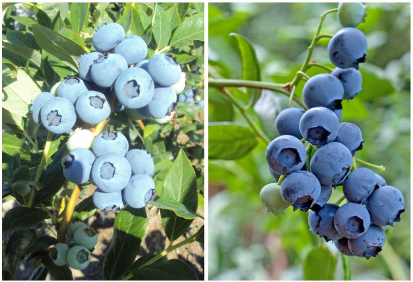 Лохина Боніфацій Лохина Боніфацій