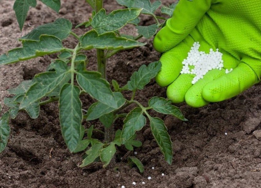 Підживлення томатів Підживлення томатів