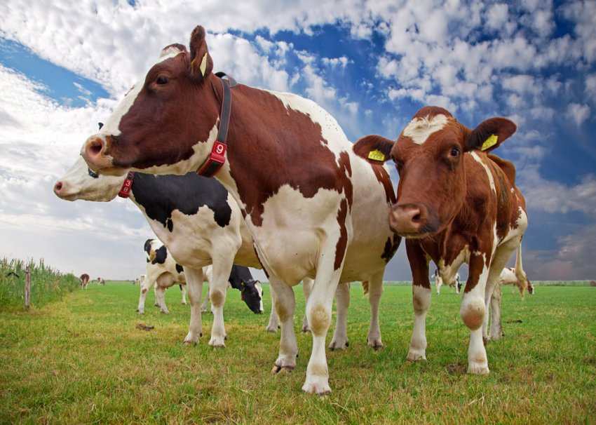 Провідні м'ясники Росії щедро платять за інформацію про браконьєрів Провідні м'ясники Росії щедро платять за інформацію про браконьєрів