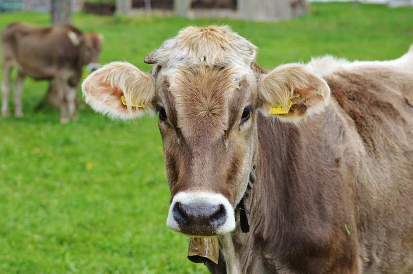 Провідні м'ясники Росії щедро платять за інформацію про браконьєрів Провідні м'ясники Росії щедро платять за інформацію про браконьєрів