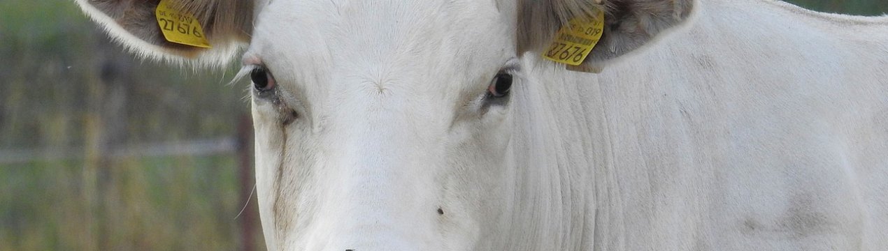 Провідні м'ясники Росії щедро платять за інформацію про браконьєрів