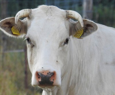 Провідні м'ясники Росії щедро платять за інформацію про браконьєрів 