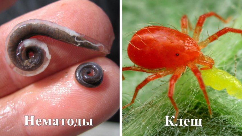 Тля на голубике чем обрабатывать. Смотреть фото Тля на голубике чем обрабатывать. Смотреть картинку Тля на голубике чем обрабатывать. Картинка про Тля на голубике чем обрабатывать. Фото Тля на голубике чем обрабатывать