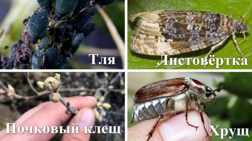 Тля на голубике чем обрабатывать. Смотреть фото Тля на голубике чем обрабатывать. Смотреть картинку Тля на голубике чем обрабатывать. Картинка про Тля на голубике чем обрабатывать. Фото Тля на голубике чем обрабатывать