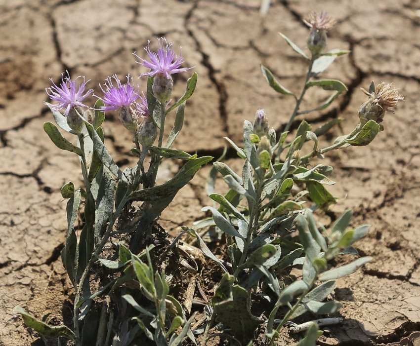 Астраханські постачальники ледь не заразили сибірські поля небезпечним шкідником