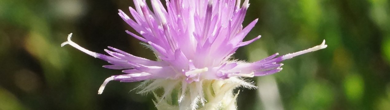 Астраханські постачальники ледь не заразили сибірські поля небезпечним шкідником