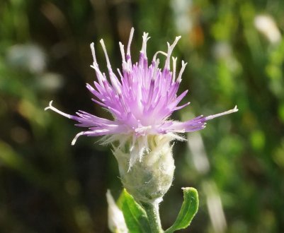 Астраханські постачальники ледь не заразили сибірські поля небезпечним шкідником