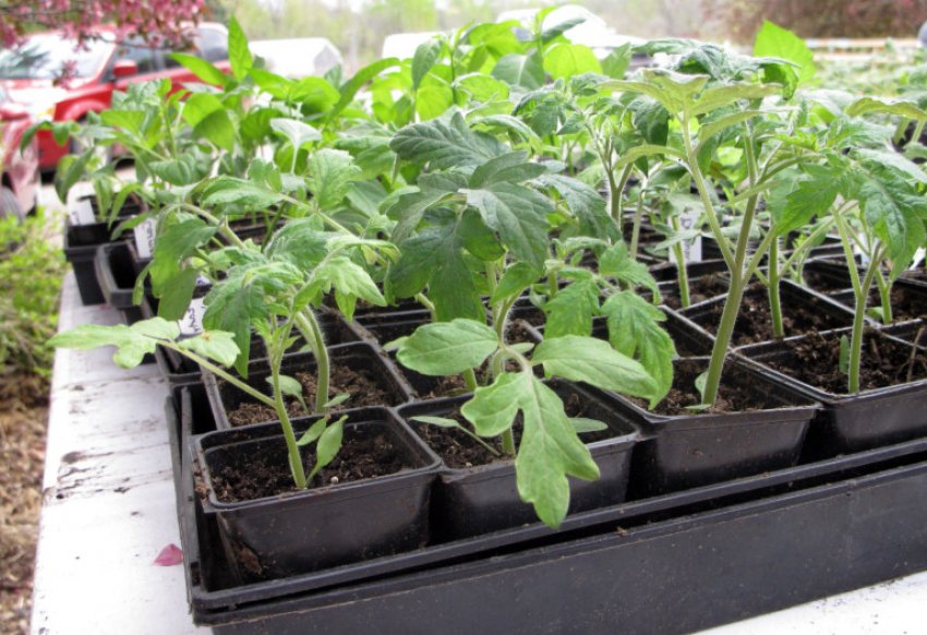 Загартовування розсади