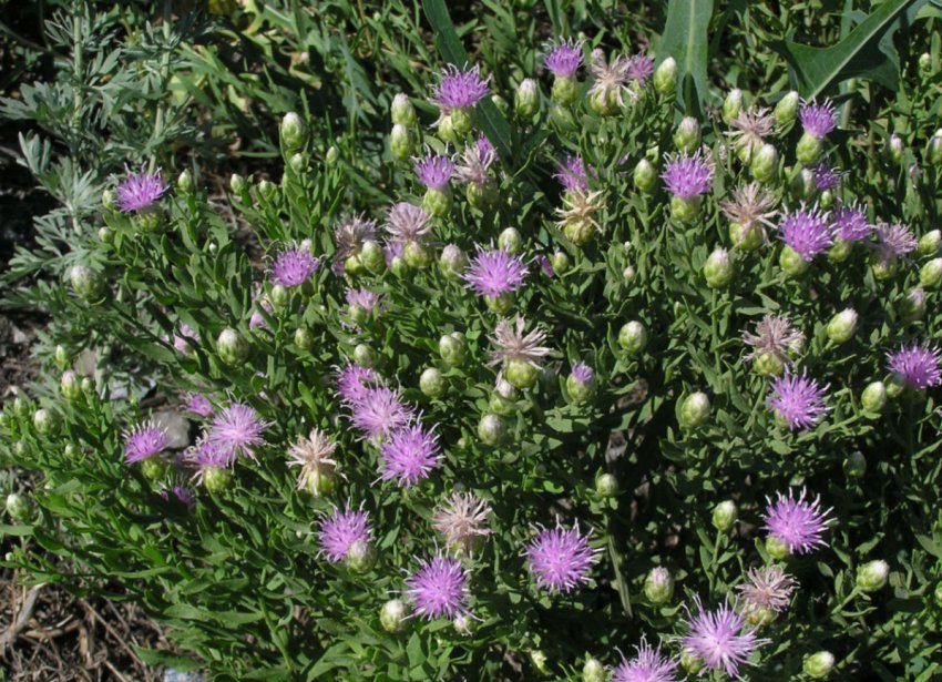 Астраханські постачальники ледь не заразили сибірські поля небезпечним шкідником