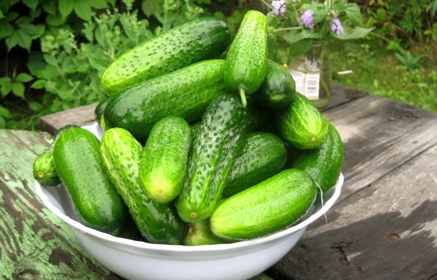 Ставропольський огірок вражає врожайністю Ставропольський огірок вражає врожайністю