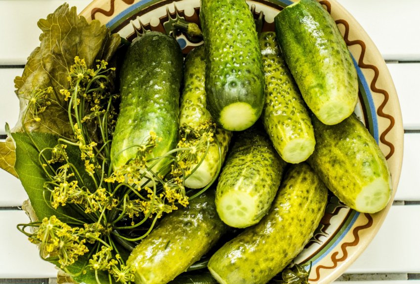 Ставропольський огірок вражає врожайністю Ставропольський огірок вражає врожайністю