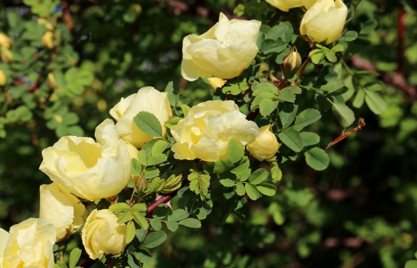 золота Троянда китайська золота Троянда китайська