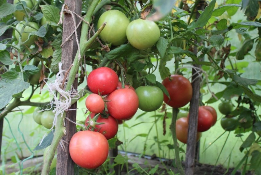 Томат сорти Пінк Буш Томат сорти Пінк Буш