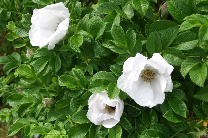 Троянда Альба Троянда Альба