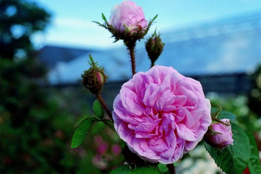 Мохова троянда Мохова троянда