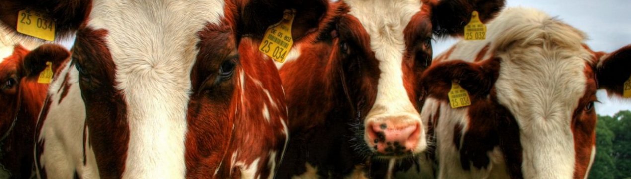 Лідерами північнокавказької м'ясної галузі стали ставропольські виробники