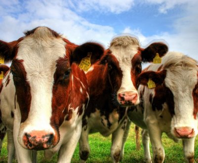 Лідерами північнокавказької м'ясної галузі стали ставропольські виробники