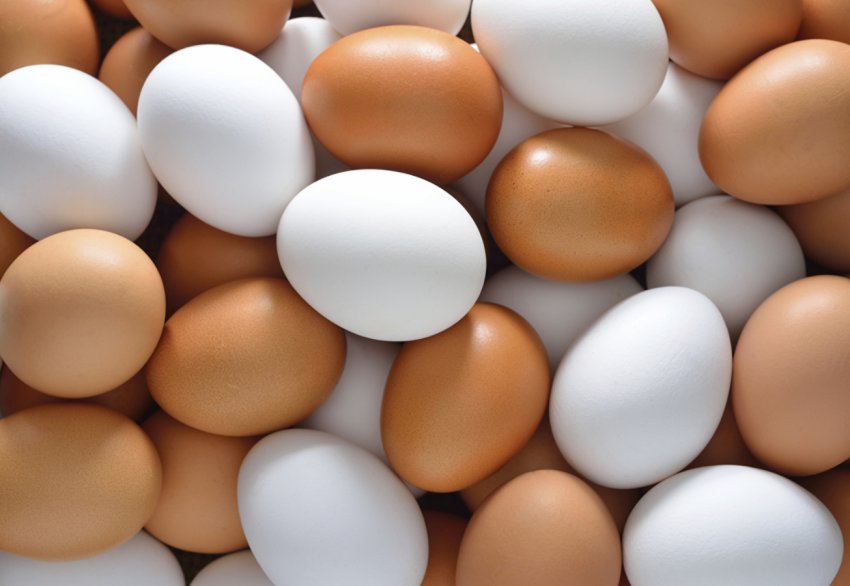 Лідерами північнокавказької м'ясної галузі стали ставропольські виробники