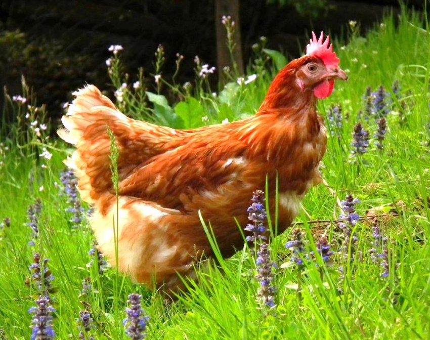 Лідерами північнокавказької м'ясної галузі стали ставропольські виробники