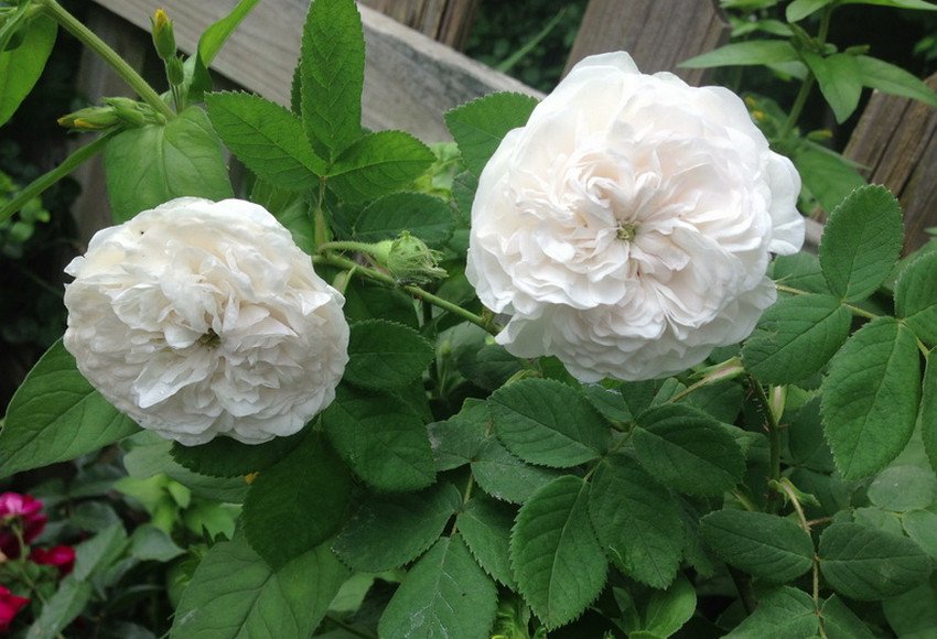 Мадам Роза Харді Мадам Роза Харді