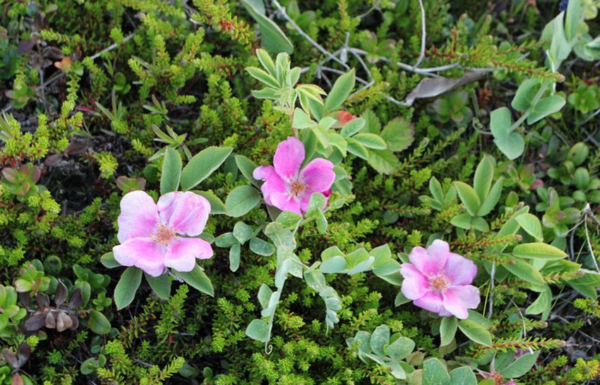 Шипшина карликовий Шипшина карликовий