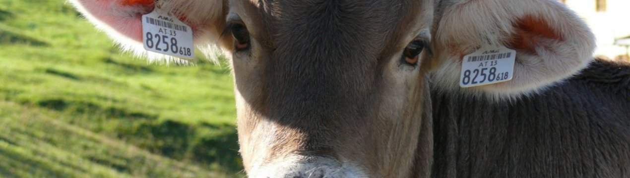 Вчені шукають в шлунках корів вагомий привід скоротити чисельність худоби