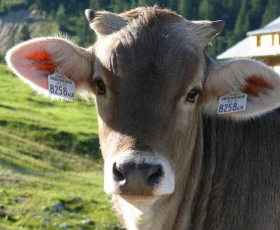 Вчені шукають в шлунках корів вагомий привід скоротити чисельність худоби