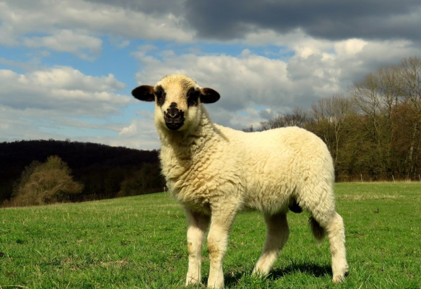 У Франції відбулися овечі «гастролі» по газонах країни У Франції відбулися овечі «гастролі» по газонах країни