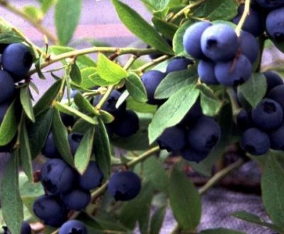 Опис сорту лохини високорослої Айно