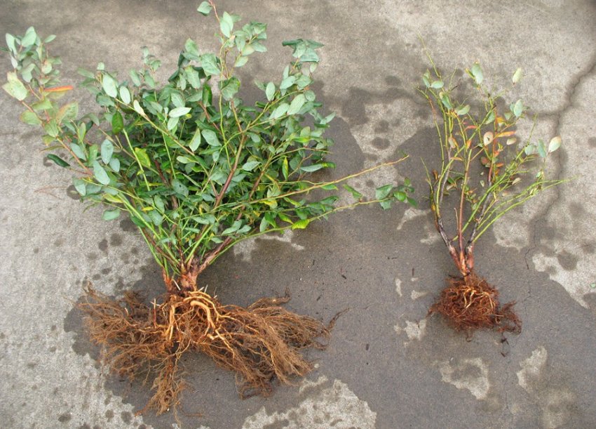 Коренева система лохини Коренева система лохини